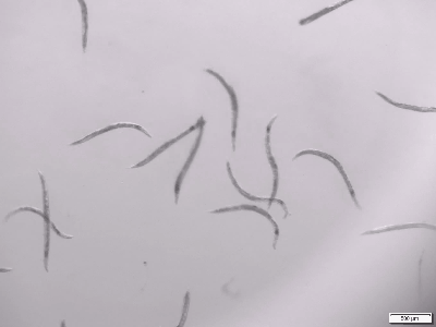 阿波晩茶エキス末投与群の線虫屈曲試験動画