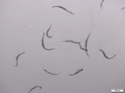 対照群の線虫屈曲試験動画