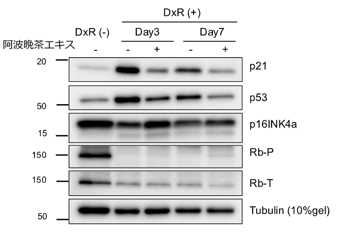 細胞老化マーカー p21 p53