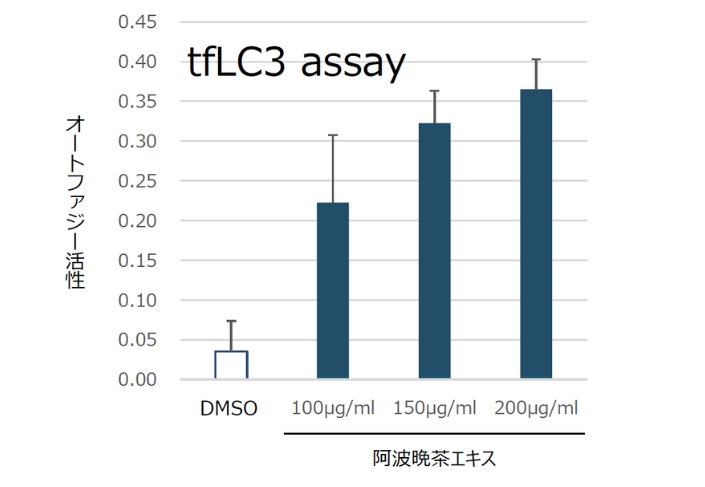 オートファジー活性の評価（tfLC3 assay）