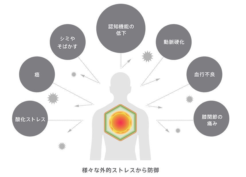 ヘキサラファンの抗酸化作用と脳神経細胞に対する効果　図