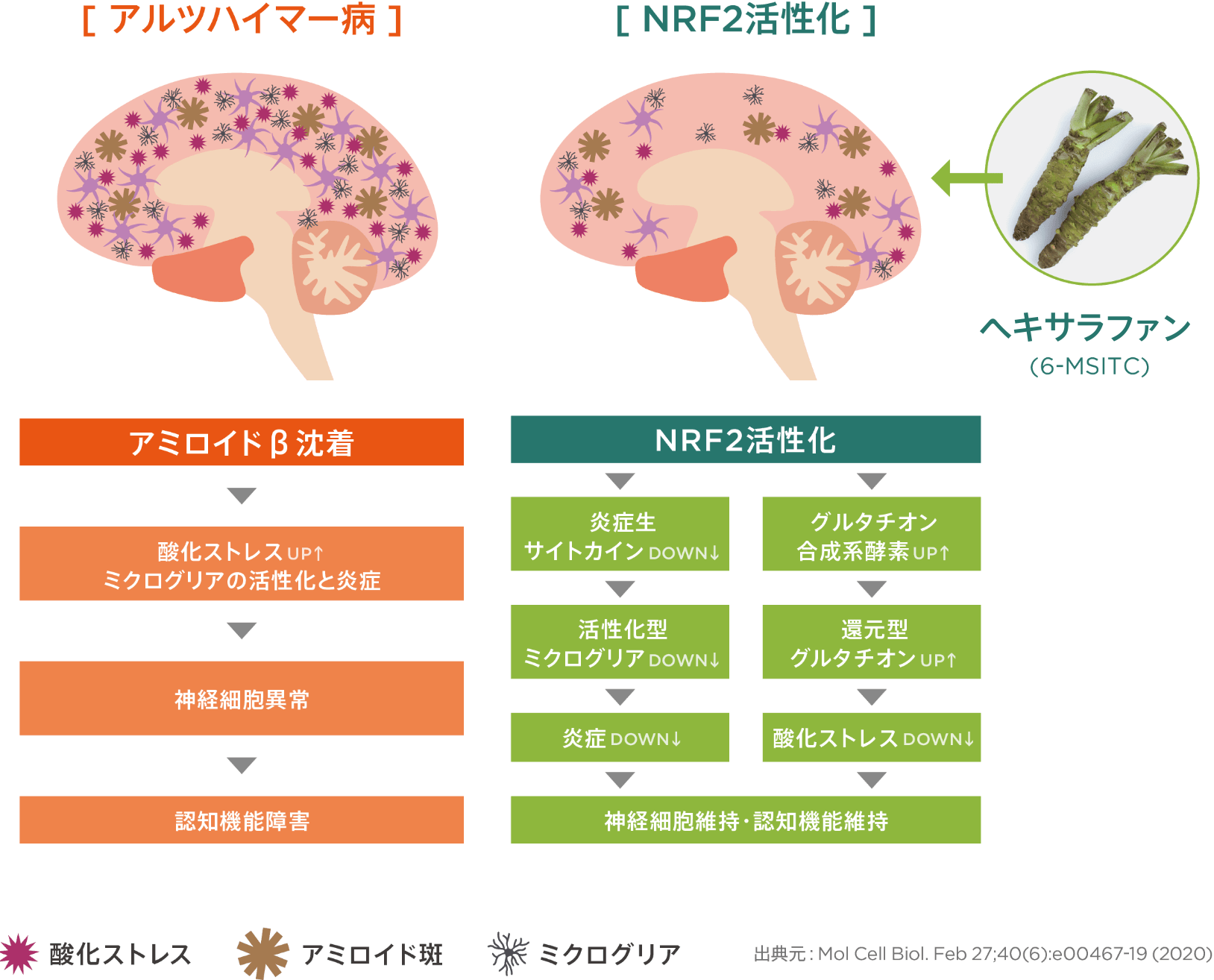 脳内の改善作用
