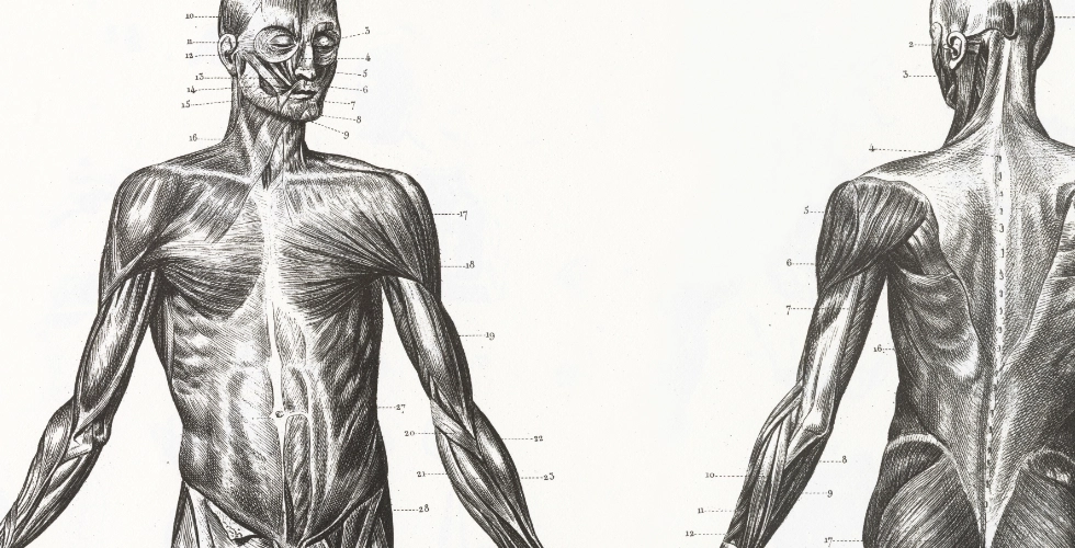 NAD<sup>+</sup>とは？その重要性を解説 〜筋肉のパフォーマンスの観点から〜
