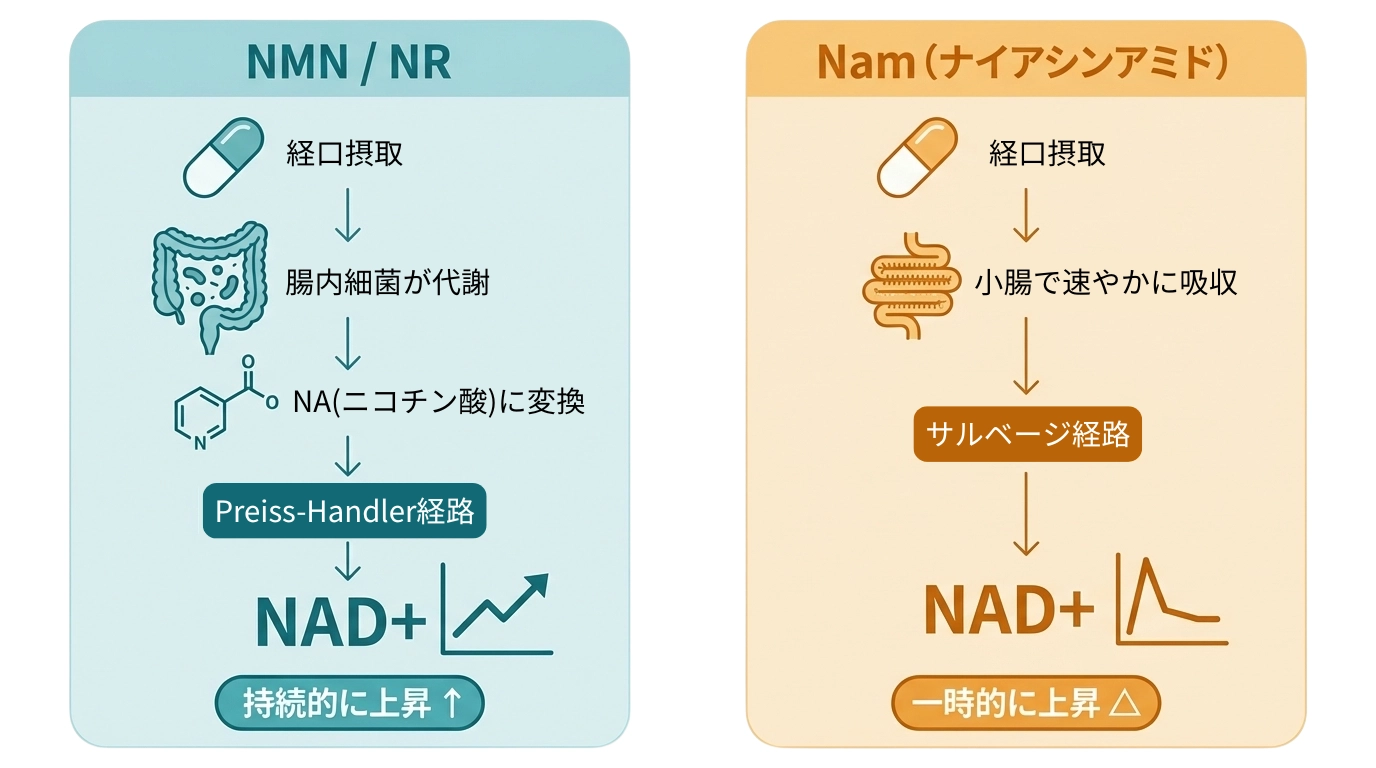 NMNは腸内細菌を介してNAD<sup>+</sup>を高める – 最新研究が示した新しいメカニズム