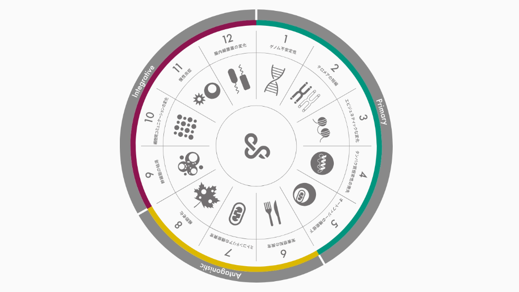 老化の研究指標「AGING HALLMARKS」って何? ― 世界の老化研究を動かすフレームワーク