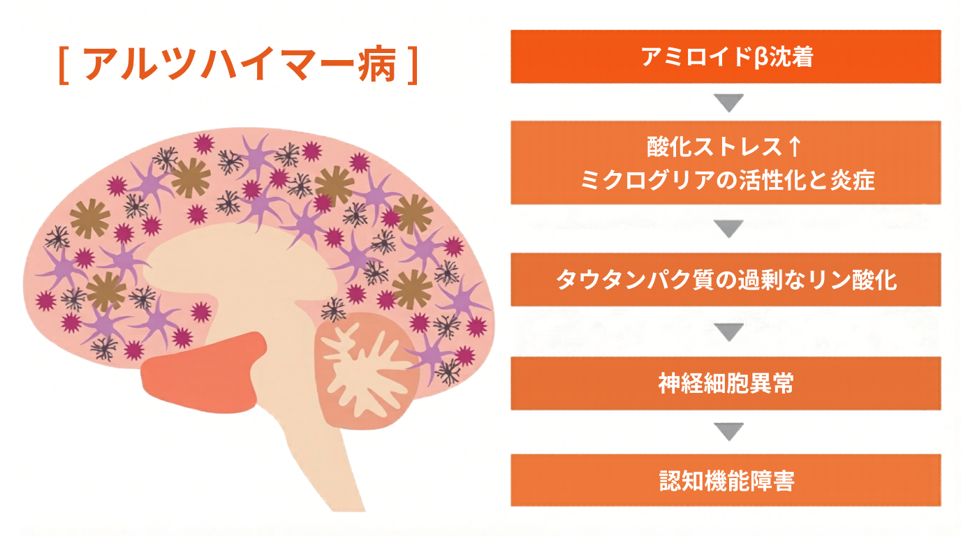 アミロイドβとは？ ― アルツハイマー型認知症の原因物質を分かりやすく解説